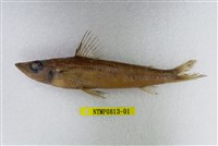 藏品(黑緣青眼魚)的圖片